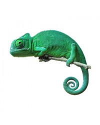 Sürüngen Ürünleri